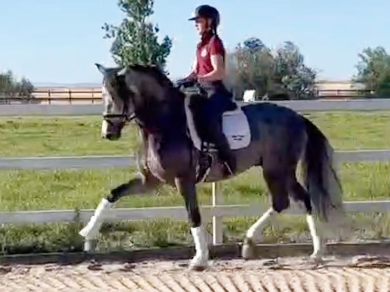 PRE Mix Stallion 6 years 16 hh Grey in Navas Del Madro&#xF1;o