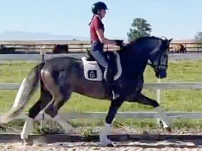 PRE Mix Stallion 6 years 16 hh Grey in Navas Del Madro&#xF1;o