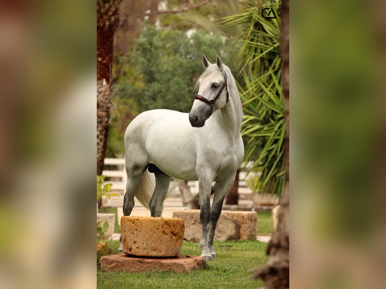 PRE Stallion 6 years 16 hh Grey-Fleabitten in Puerto Lumbreras
