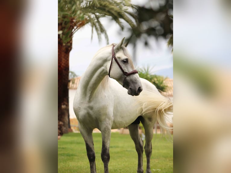 PRE Stallion 6 years 16 hh Grey-Fleabitten in Puerto Lumbreras