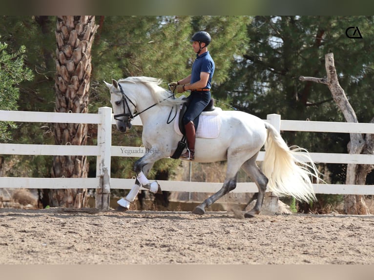 PRE Stallion 6 years 16 hh Grey-Fleabitten in Puerto Lumbreras