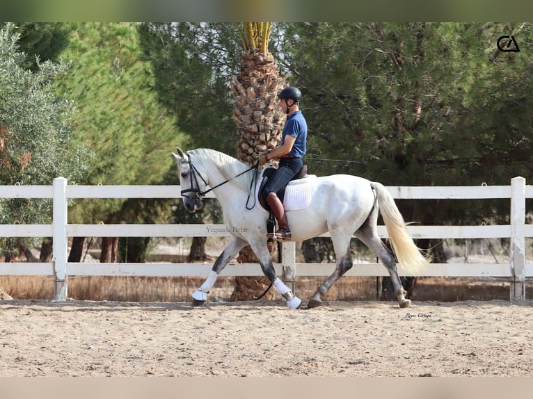 PRE Stallion 6 years 16 hh Grey-Fleabitten in Puerto Lumbreras