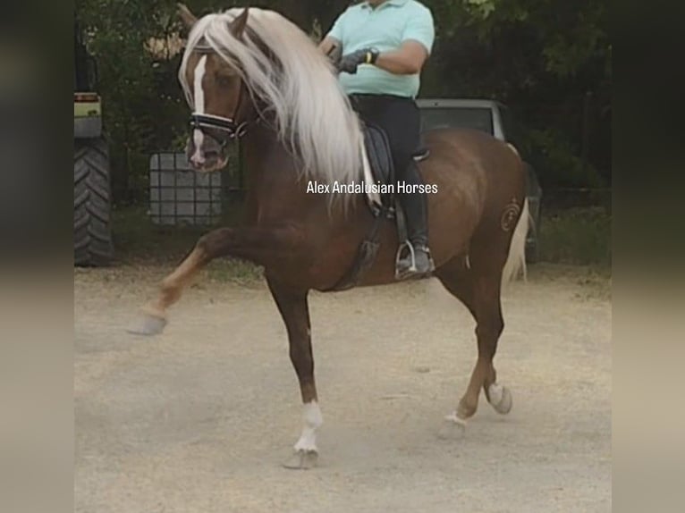 PRE Mix Stallion 6 years 16 hh Palomino in Sevilla