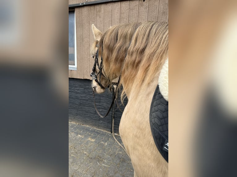 PRE Stallion 6 years 16 hh Pearl in Gößweinstein