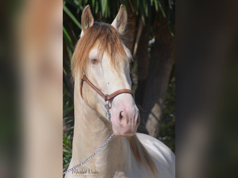 PRE Stallion 6 years 16 hh Perlino in Arcos de la Frontera