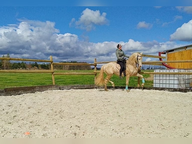 PRE Stallion 6 years 16 hh Perlino in Tábor