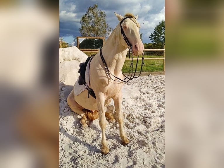 PRE Stallion 6 years 16 hh Perlino in Tábor