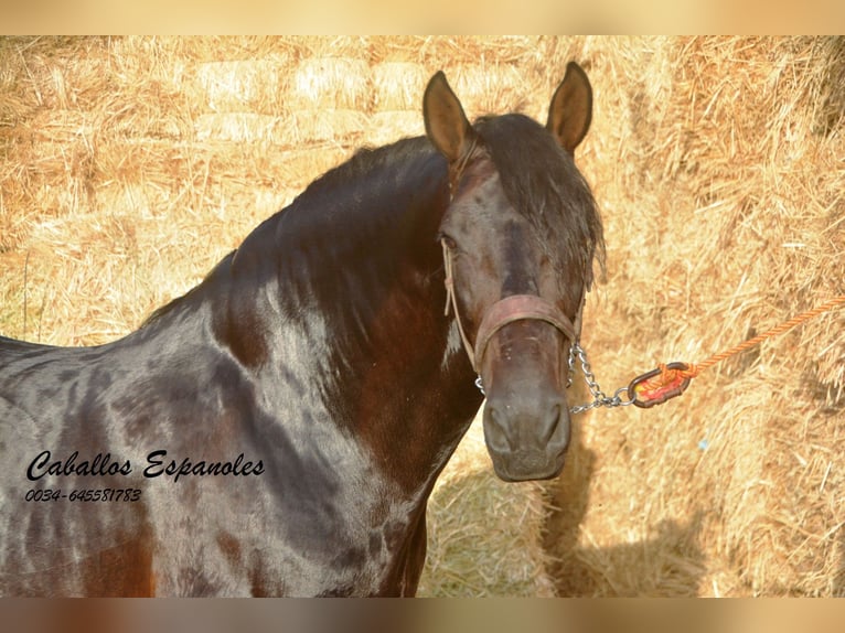 PRE Stallion 6 years 16 hh Smoky-Black in Vejer de la Frontera