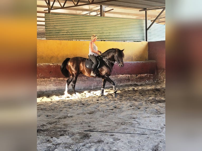 PRE Stallion 6 years 16 hh Smoky-Black in Vejer de la Frontera