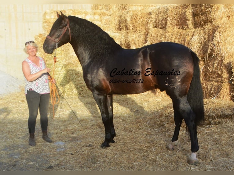 PRE Stallion 6 years 16 hh Smoky-Black in Vejer de la Frontera