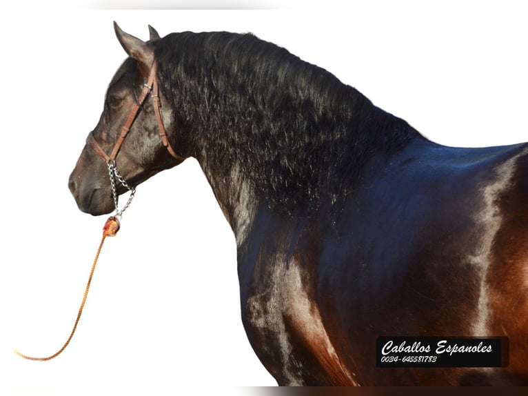 PRE Stallion 6 years 16 hh Smoky-Black in Vejer de la Frontera