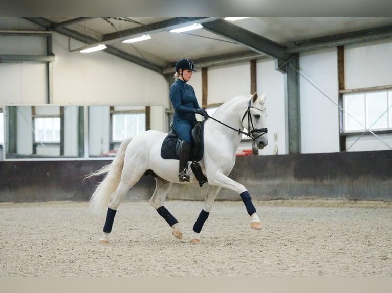 PRE Mix Stallion 6 years 16 hh White in Vinkeveen