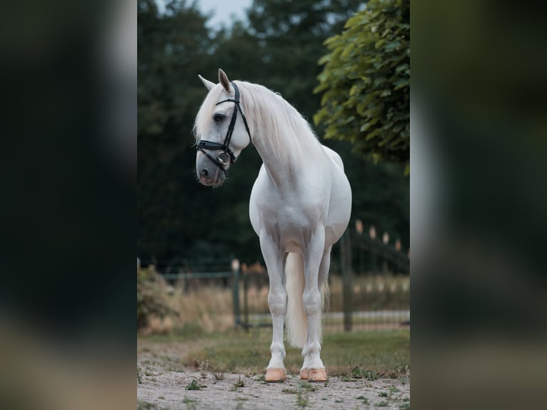 PRE Mix Stallion 6 years 16 hh White in Vinkeveen