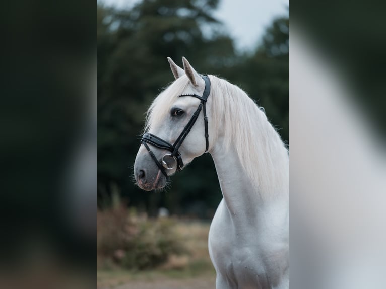 PRE Mix Stallion 6 years 16 hh White in Vinkeveen