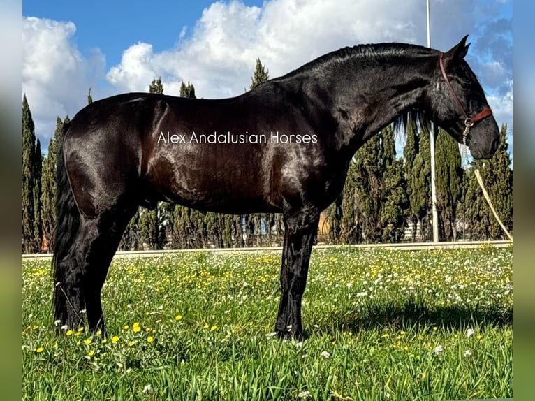 PRE Mix Stallion 6 years 16,1 hh in Sevilla