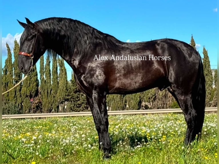 PRE Mix Stallion 6 years 16,1 hh in Sevilla