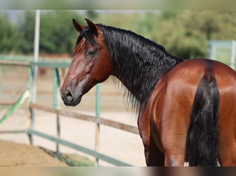 PRE Mix Stallion 6 years 16,1 hh Brown in Speyer