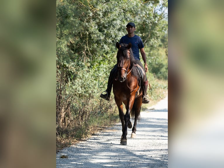 PRE Mix Stallion 6 years 16,1 hh Brown in Speyer