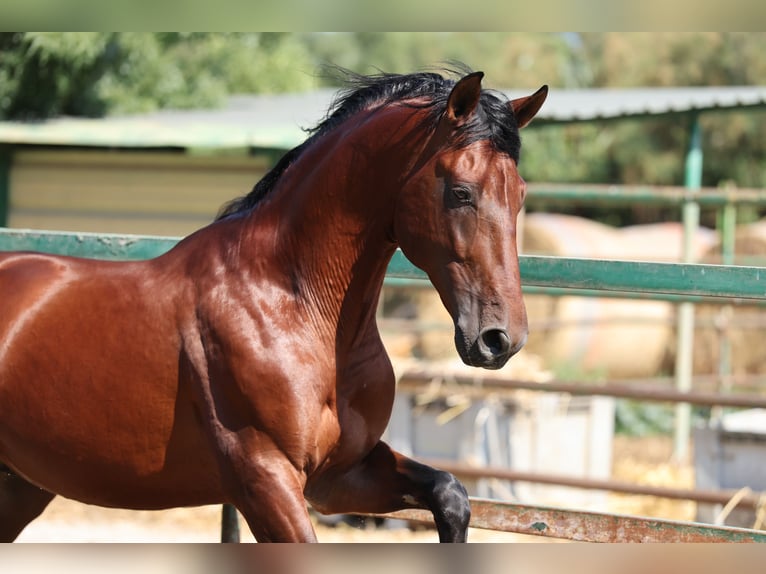 PRE Mix Stallion 6 years 16,1 hh Brown in Speyer