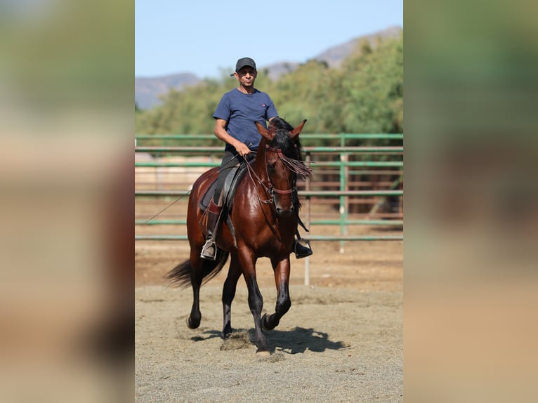 PRE Mix Stallion 6 years 16,1 hh Brown in Speyer
