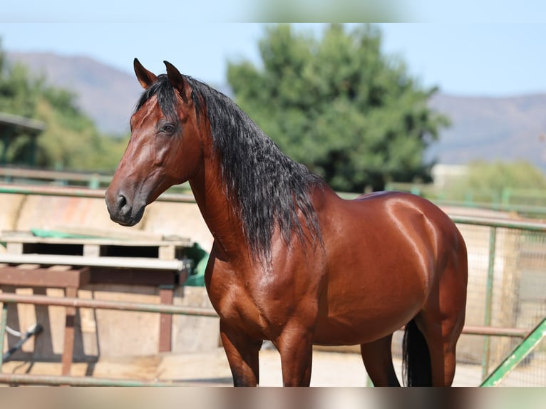PRE Mix Stallion 6 years 16,1 hh Brown in Speyer