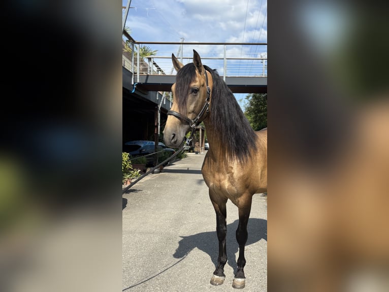 PRE Stallion 6 years 16,1 hh Buckskin in Affoltern am Albis