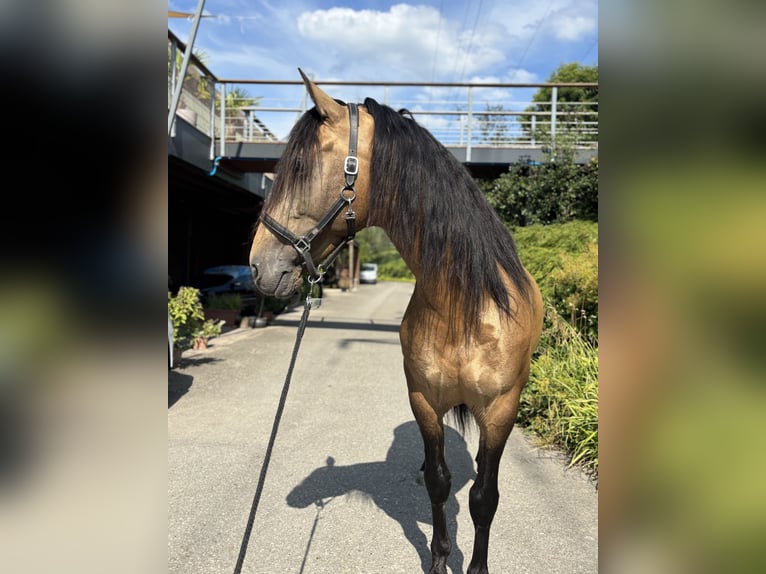 PRE Stallion 6 years 16,1 hh Buckskin in Affoltern am Albis
