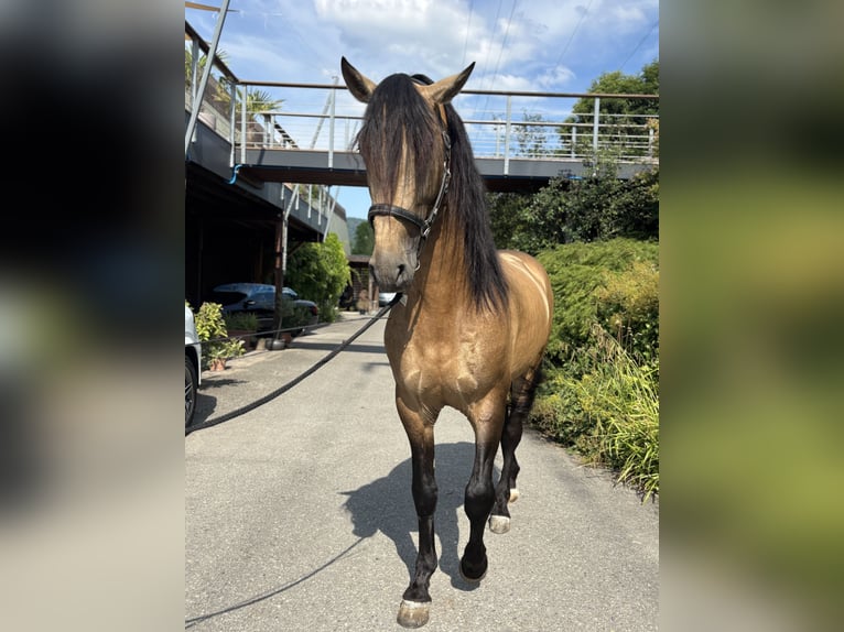 PRE Stallion 6 years 16,1 hh Buckskin in Affoltern am Albis