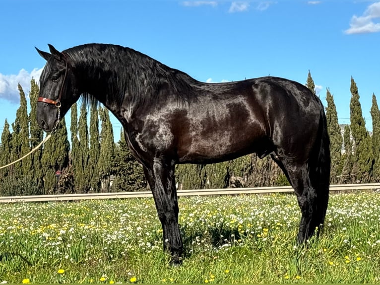 PRE Stallion 6 years 16,1 hh in Malaga