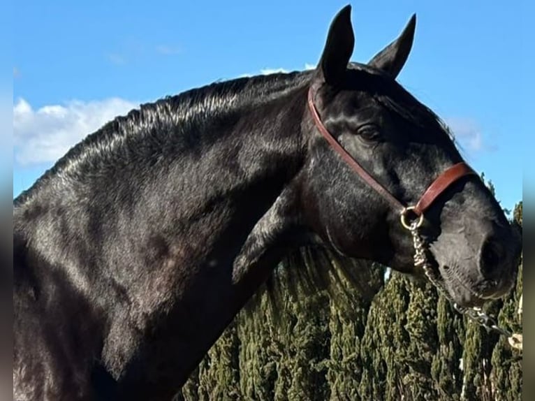 PRE Stallion 6 years 16,1 hh in Malaga