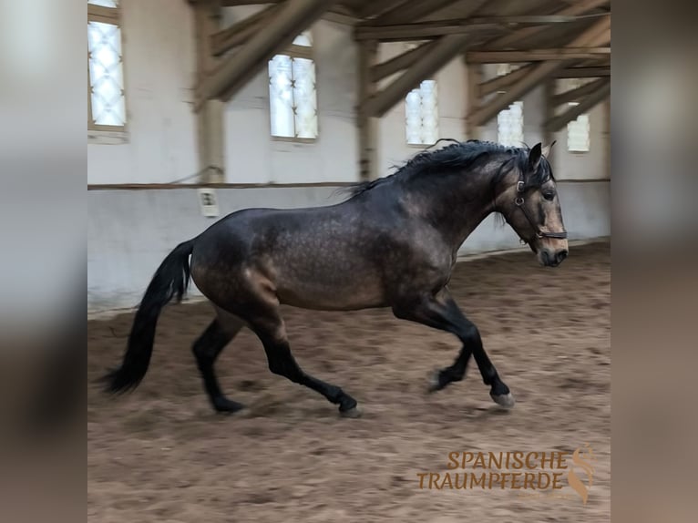 PRE Mix Stallion 6 years 16,1 hh Dun in Traventhal