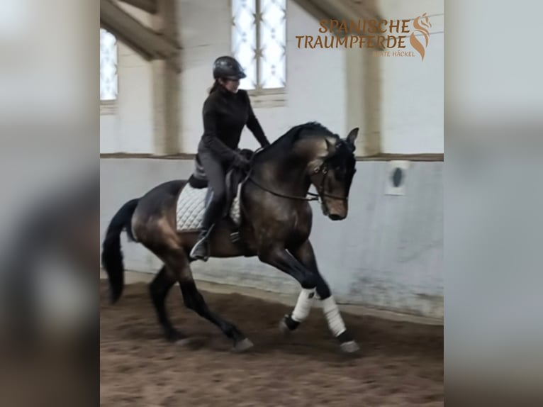 PRE Stallion 6 years 16,1 hh Dun in Traventhal