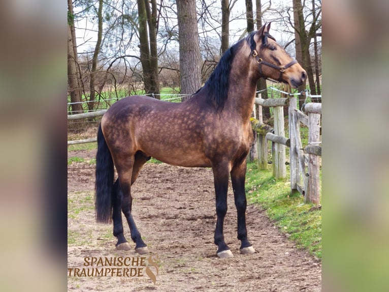PRE Mix Stallion 6 years 16,1 hh Dun in Traventhal