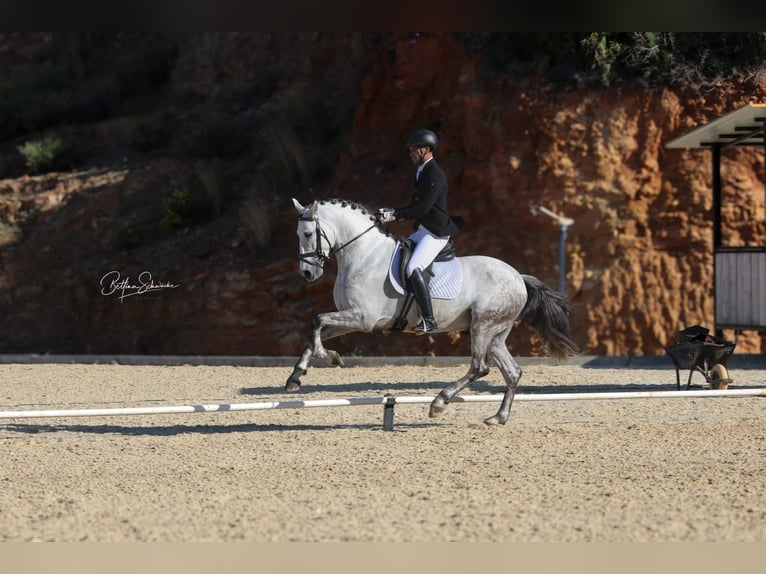 PRE Mix Stallion 6 years 16,1 hh Gray-Dapple in Martfeld