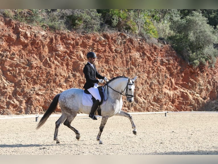 PRE Mix Stallion 6 years 16,1 hh Gray-Dapple in Martfeld