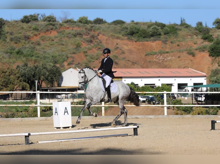 PRE Mix Stallion 6 years 16,1 hh Gray-Dapple in Martfeld