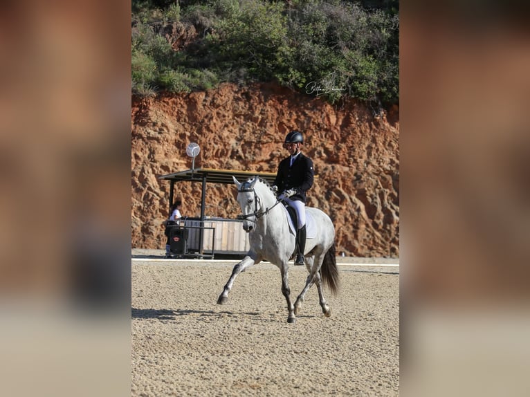 PRE Mix Stallion 6 years 16,1 hh Gray-Dapple in Martfeld