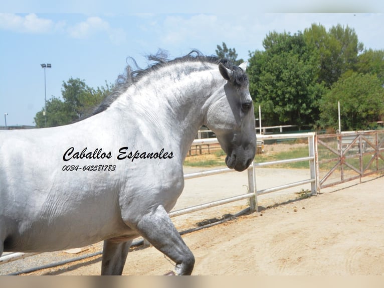 PRE Mix Stallion 6 years 16,1 hh Gray in Vejer de la Frontera