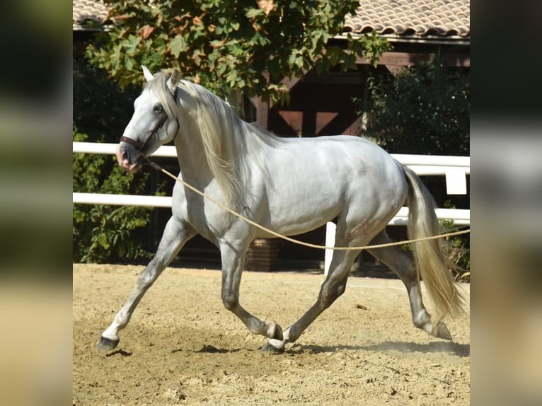 PRE Mix Stallion 6 years 16,1 hh Gray in Malaga