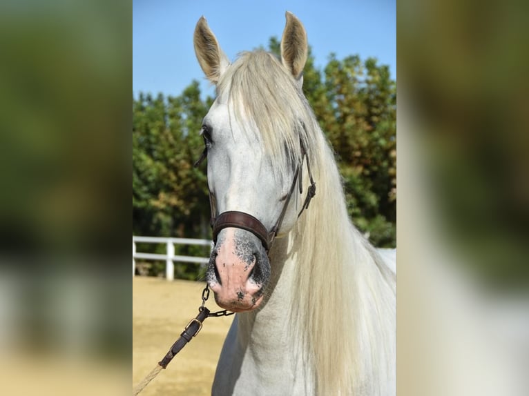 PRE Mix Stallion 6 years 16,1 hh Gray in Malaga