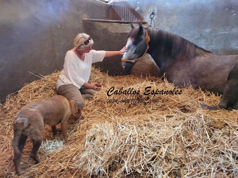 PRE Stallion 6 years 16,1 hh Grey-Dapple in Vejer de la Frontera