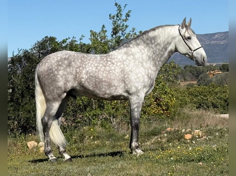 PRE Stallion 6 years 16,1 hh Grey-Dapple in Schwarme