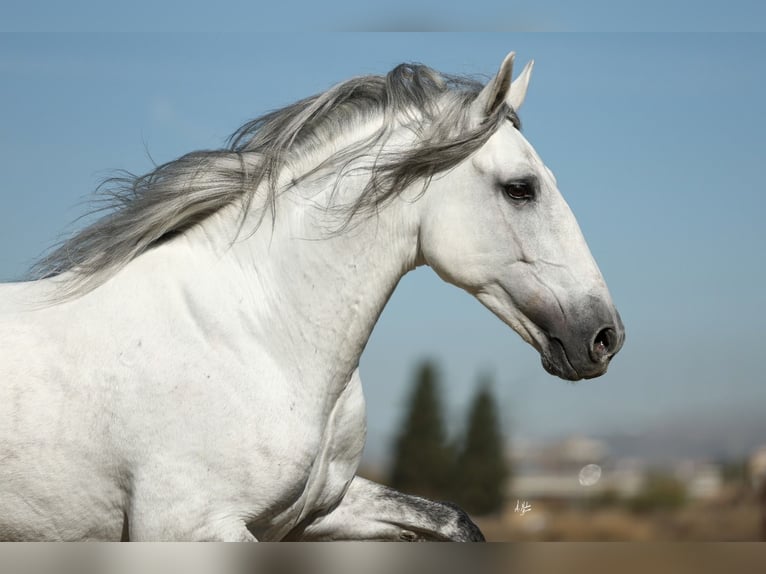 PRE Stallion 6 years 16,1 hh Grey in Armilla