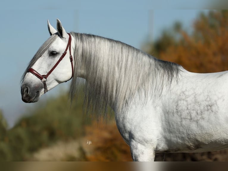 PRE Stallion 6 years 16,1 hh Grey in Armilla