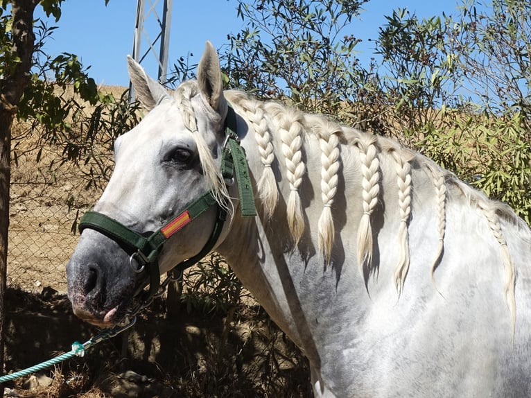 PRE Mix Stallion 6 years 16,1 hh Grey in Sevilla