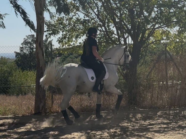 PRE Mix Stallion 6 years 16,1 hh Grey in Sevilla