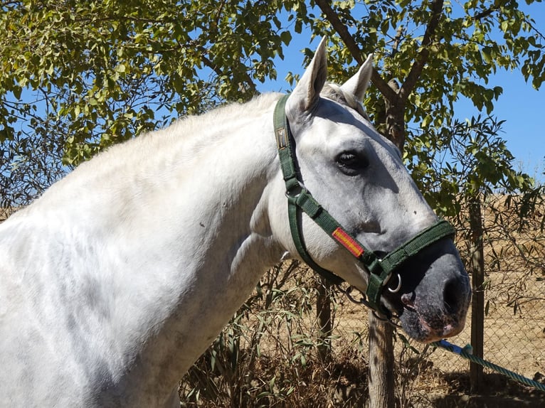 PRE Mix Stallion 6 years 16,1 hh Grey in Sevilla