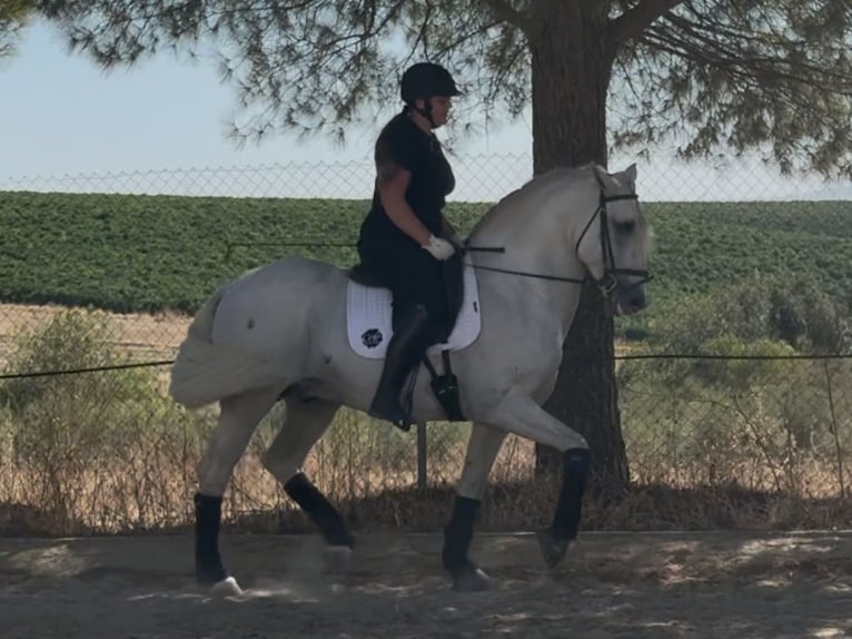 PRE Mix Stallion 6 years 16,1 hh Grey in Sevilla