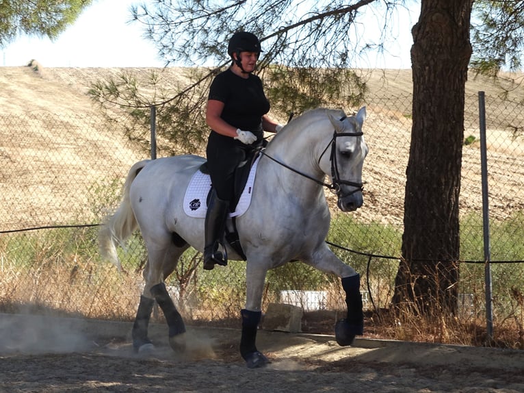 PRE Mix Stallion 6 years 16,1 hh Grey in Sevilla