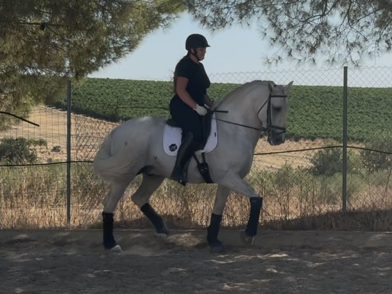 PRE Mix Stallion 6 years 16,1 hh Grey in Sevilla